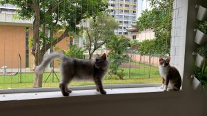 Invisible Grilles for Cats, Cats Invisible Grilles Singapore – Elelaurels